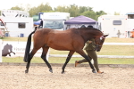 SBM_15342