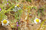 Thread Lacewing