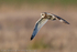 Short-eared Owl (Asio flammeus) blinking