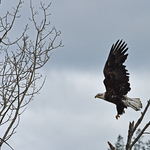 Bald Eagle in Flight Haliaeetus leucocephalus