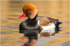 Red Crested Pochard by Tim Clarke