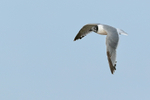 Franklin's Gull portfolio
