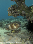RS021: Porcupinefish