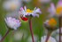 In the world  of Ladybirds