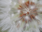 Goat's Beard Clock Close Up