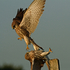 Two kestrels fighting
