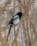 Magpie