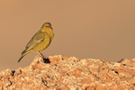 Greenish Yellow-Finch singing, Moon Valley, Atacama Desert, Chile