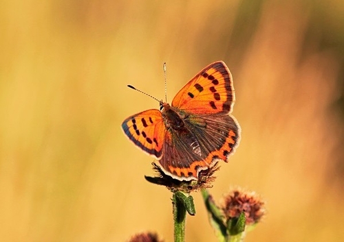 [align=center][size=11][b]Small Copper Butterfly, Kent, England[/b][/size][/align]