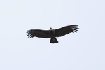 Andean Condor flying overhead, Torres del Paine, Chile
