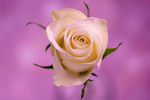 Single White Rose - DSC_2416