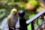 Parakeet - 4106