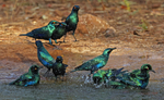 Glossy Starlings Bathing