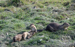 Otters family