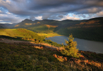 Ennerdale Forest