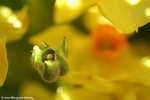 Flowers 16 - 05