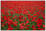 Poppy Field