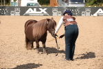 Class 18 Handsomest Gelding (IH or Ridden) portfolio