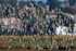 Flock of Dunlin banking over Brownsea Lagoon