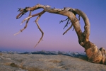 Dead pine on Sentinal Dome. RIP.