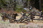 Looking Around_6007 -GTNP 2016  399