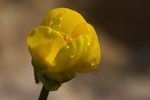 Buttercup