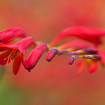 Plant Portraits portfolio