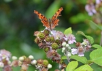 Comma