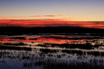 Dawn at Bosque del Apache, New Mexico