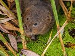 Water Vole