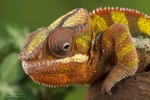 Reptiles portfolio