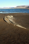 Whale bone 9850