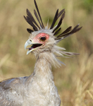 Secretarybird portfolio