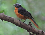 White Crowned Robin Chat