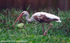 FLB014: White ibis