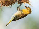 Lesser Masked Weaver (female) hanging from a nest