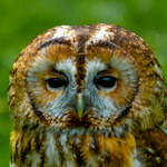 tawny owl Strix aluco-6875