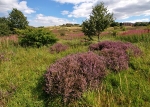 Manor Fields Park #05