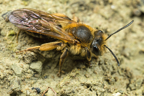 Andrena bucephala
