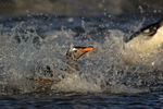 Gentoo Penguin makes evening landing, Sea Lion Island, Falklands