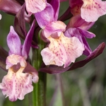 Hybrid Orchis - Orchis x colemanii ( Orchis mascula x O. pauciflora) This is a natural hybrid between  Early purple orchid (O. mascula) and few flowered orchid (O. pauciflora). 