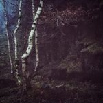 Quarry Wall