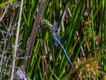 Emperor Dragonfly