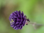 Purple Perfection