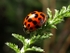 Harlequin Ladybird