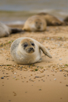Common Seal