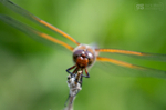 Scarce Chaser