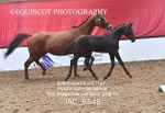 JAC_6546