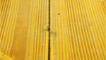 A00658B Farming south of Coaltown of Balgonie Fife