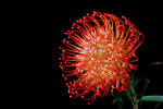 Red Floral Fireworks